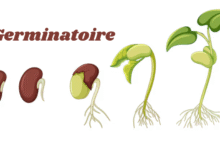 Germinatoire
