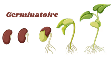 Germinatoire
