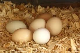 do fresh eggs need to be refrigerated​