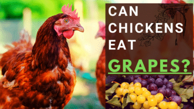 can chickens eat grapes​