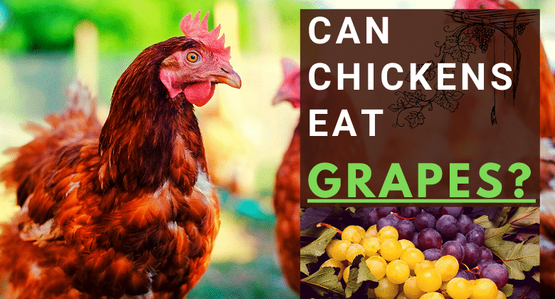 can chickens eat grapes