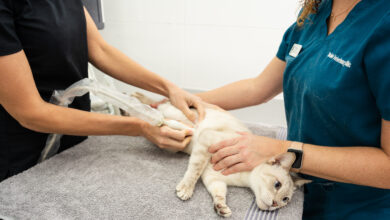Can cats get parvo