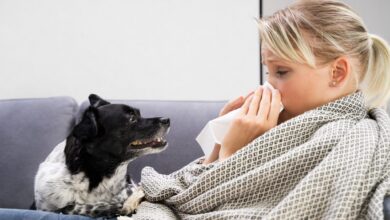 Can dogs get the flu from humans