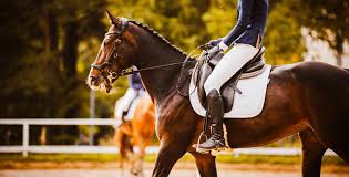Can you get a DUI on a horse