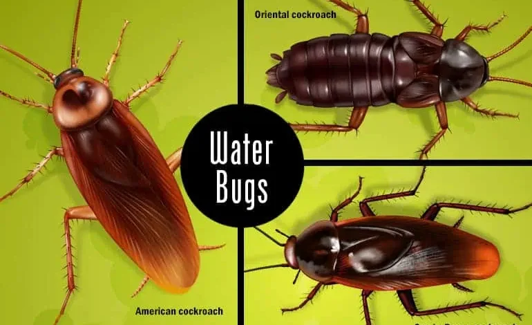 Water Bugs