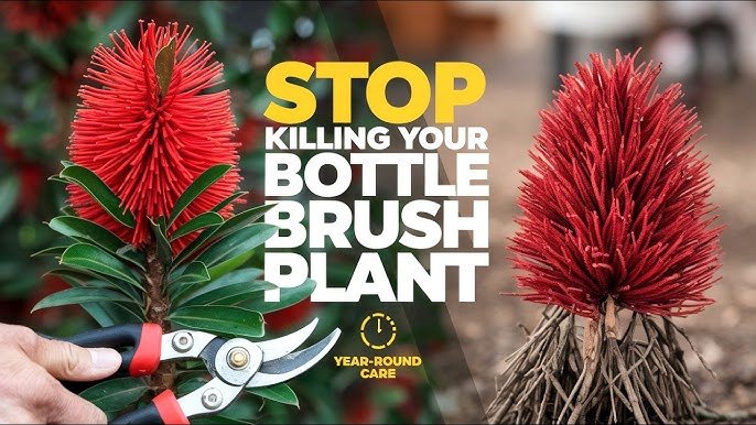 planting a bottle brush tree​